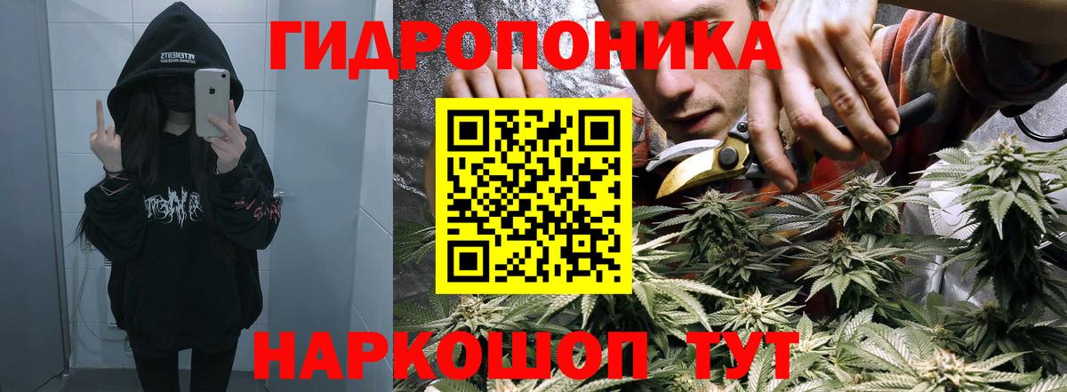 Конопля сатива Тавда